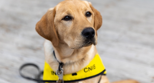 A golden Lab, wearing a CNIB bib, looks up.